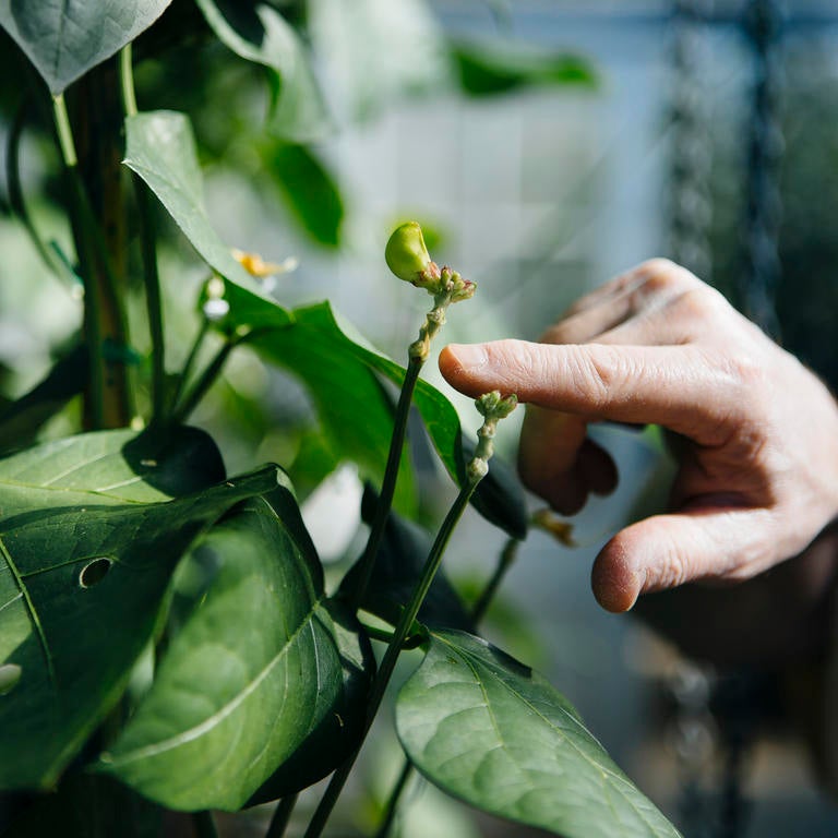 Hand and Plant in Greenhouse